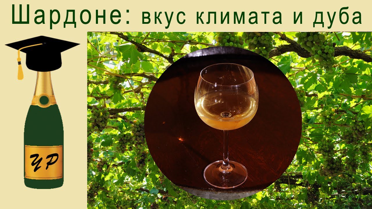 Шардоне: вкус климата и дуба
