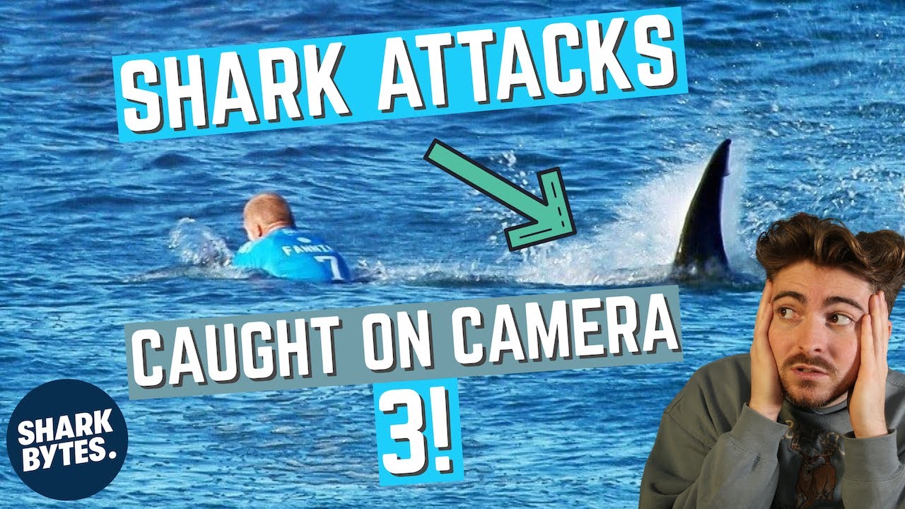 Shark Scientist Reacts to SHARK ATTACK Videos: 3!