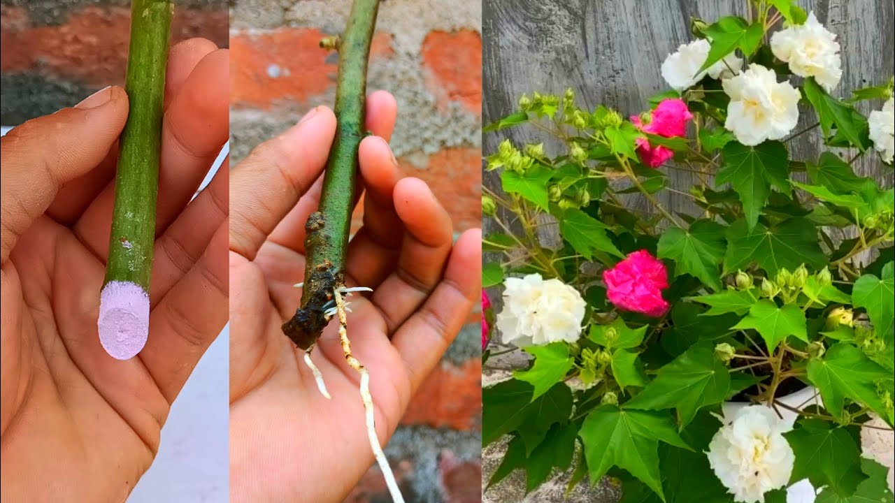 How to propagate Hibiscus mutabilis | Hibiscus mutabilis cuttings | Confederate Rose