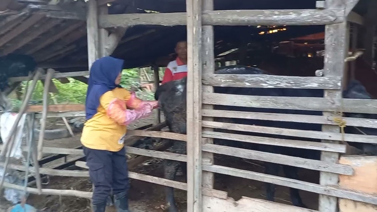 Penanganan retensi plasenta
