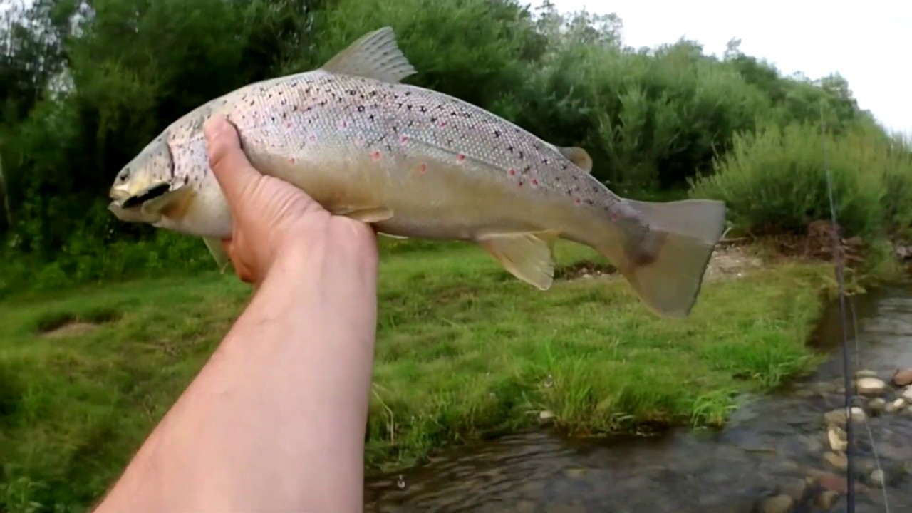 Pstrągi z Dunacja #1. Fish Arrow Three Shot. Tsuri Trout Passion