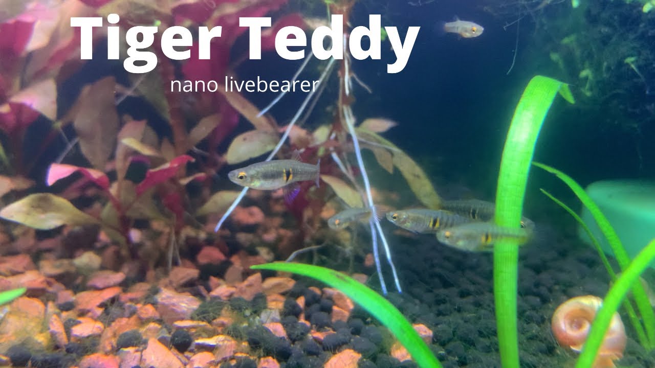 Tiger Teddies: how I care for these awesome little live bearers