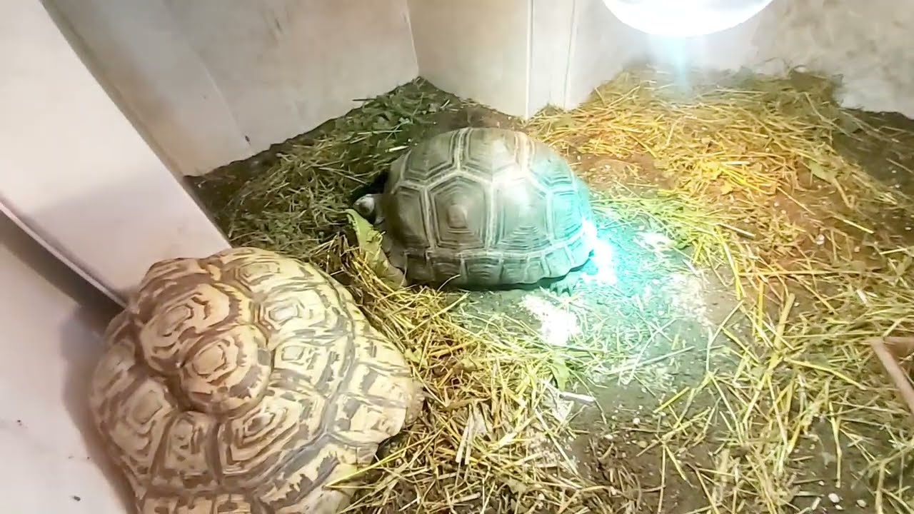 Terrario interior clases de Iluminación UVB CALOR Bombillas