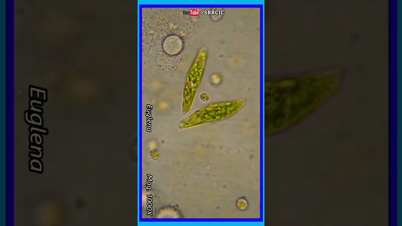 Biology - Euglena Under Microscope. #microorganisms #education  #biology #microscopic #unicellular