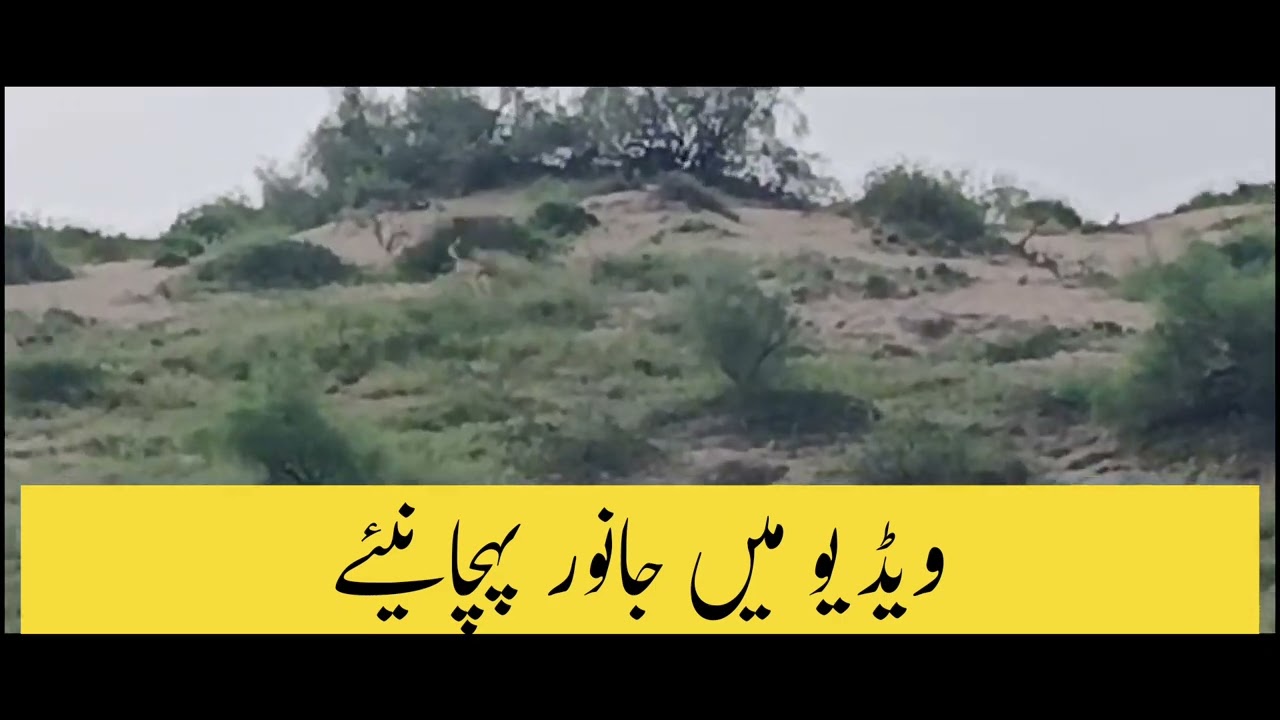 99% لوگ مس کر دیتے ہیں… کیا آپ دیکھ سکتے ہیں؟  👀99% people miss it… #shorts #trendingshorts 