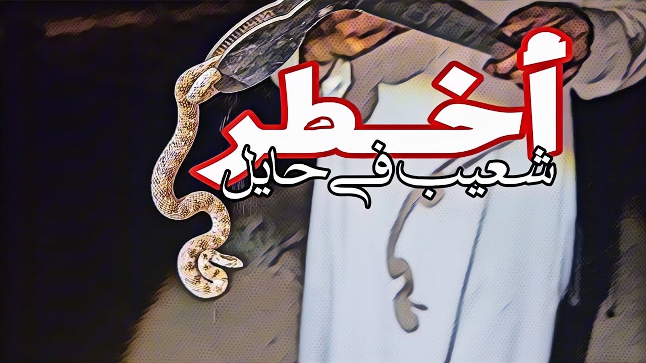 أخطر شعيب في حائل