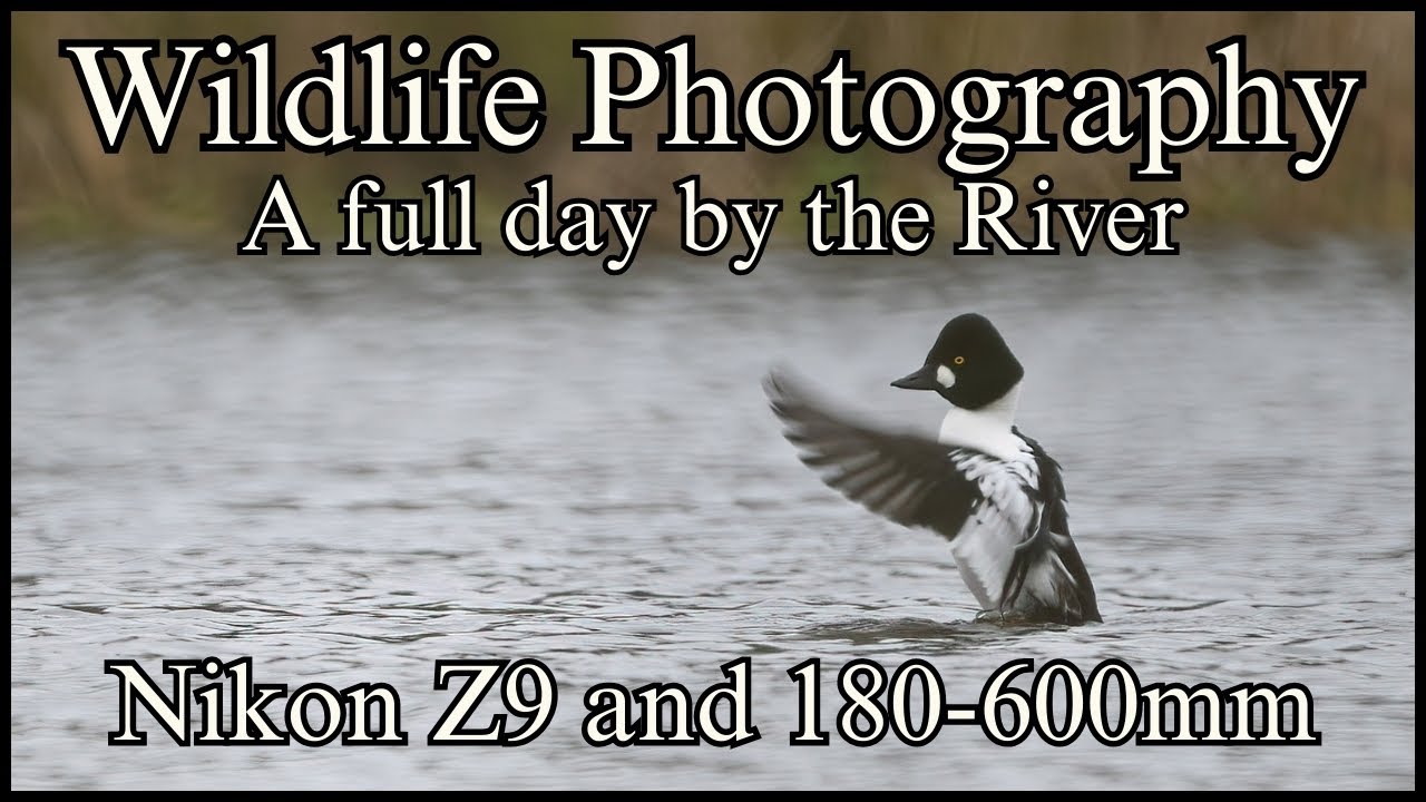 Wildlife Photography - A full day by the largest river in Denmark - Nikon Z9 Nikon 180-600 Waterfowl