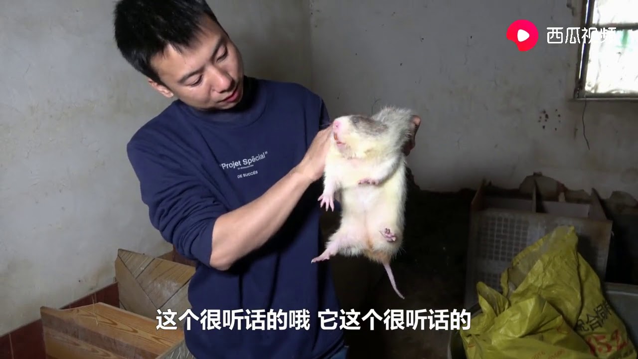 华农兄弟：看一下兄弟家的竹鼠，提在手上吓得全身僵硬，不敢动