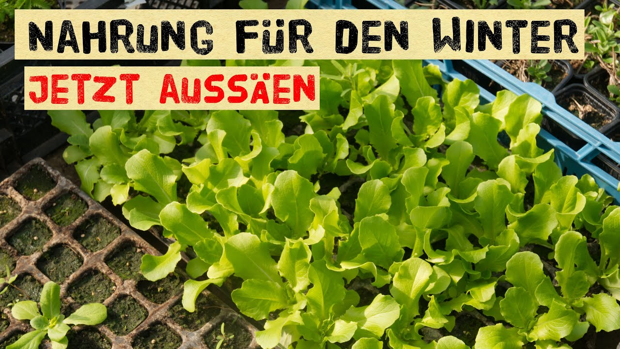 Jetzt noch selber aussäen - Salat und Gemüse im Winter anbauen - Asiasalate, Postelein Aussaat