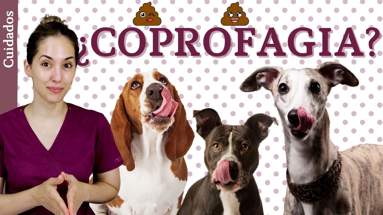 COPROFAGIA | ¿Por qué lo hace? | ¿SOLUCIÓN?