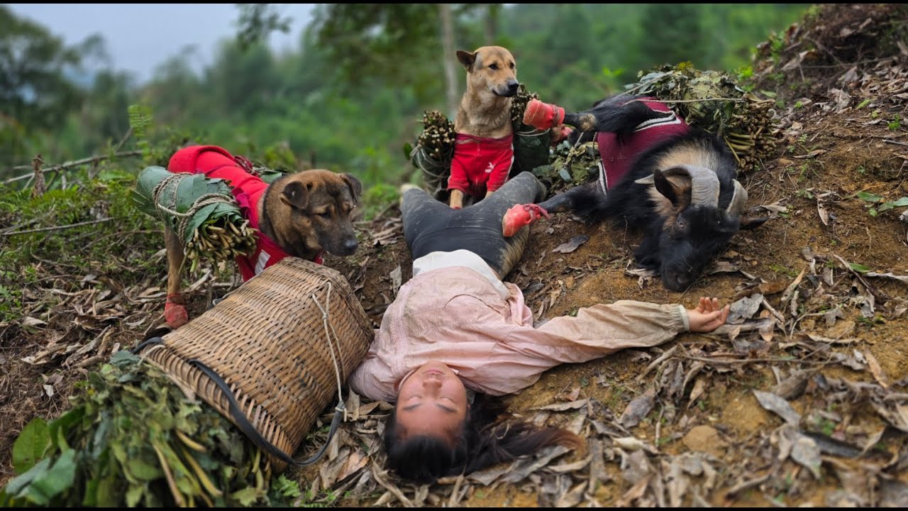 Harvesting Wild Honey with a Loyal Companion - ha thi muon