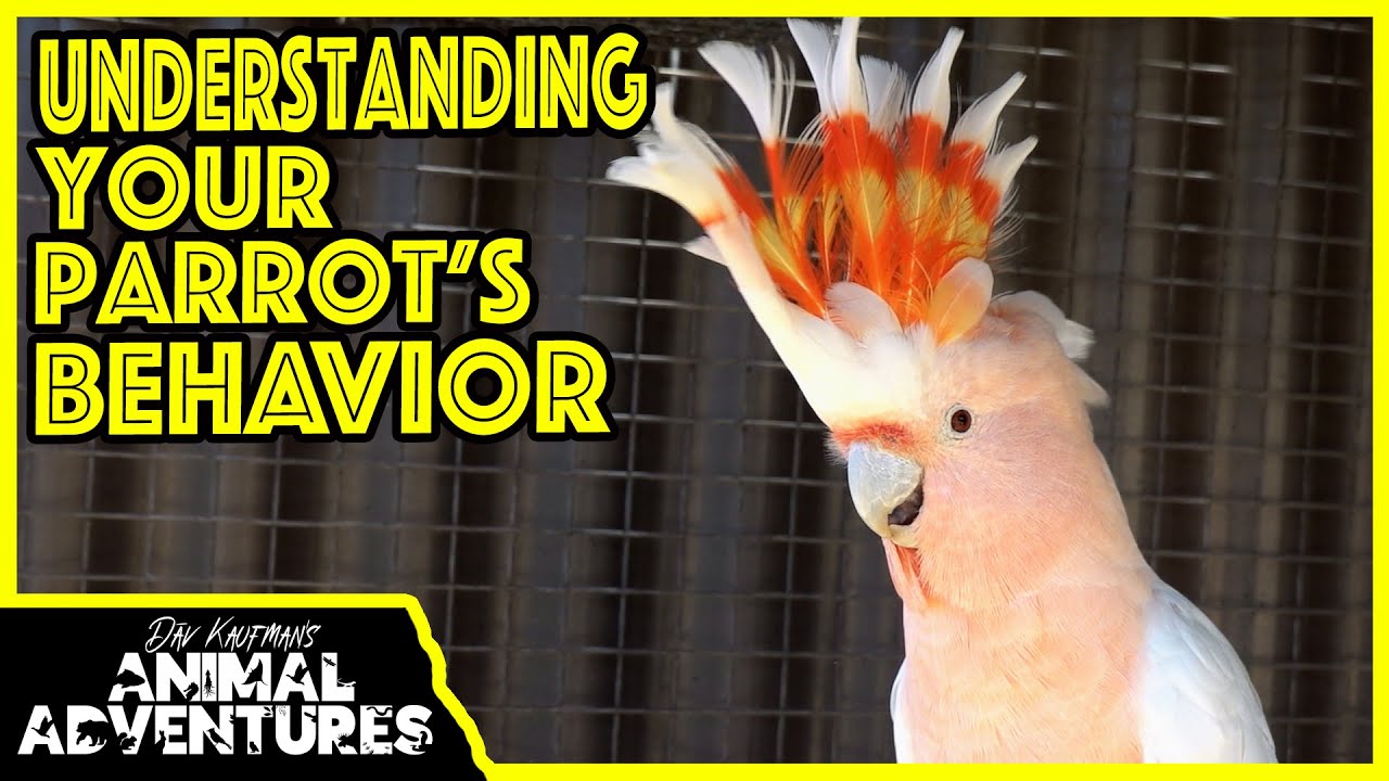 Understanding PARROT BEHAVIOR (and how to correct bad habits)