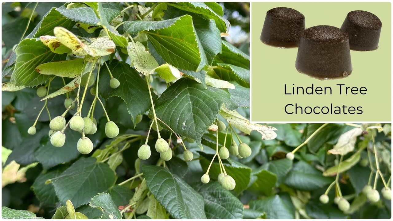 You Can Make Chocolates from the Fruit of Linden Trees!?