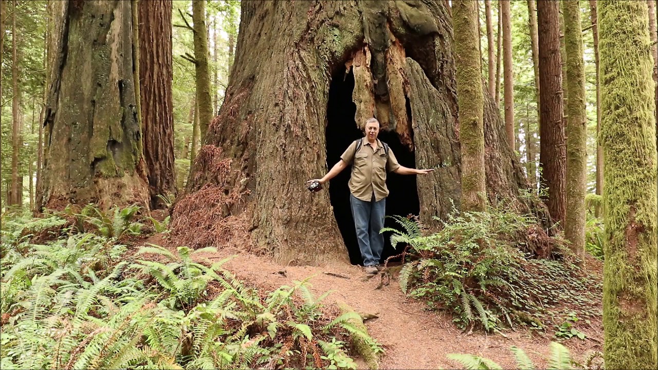 Amazing Coast Redwood, The Church Tree