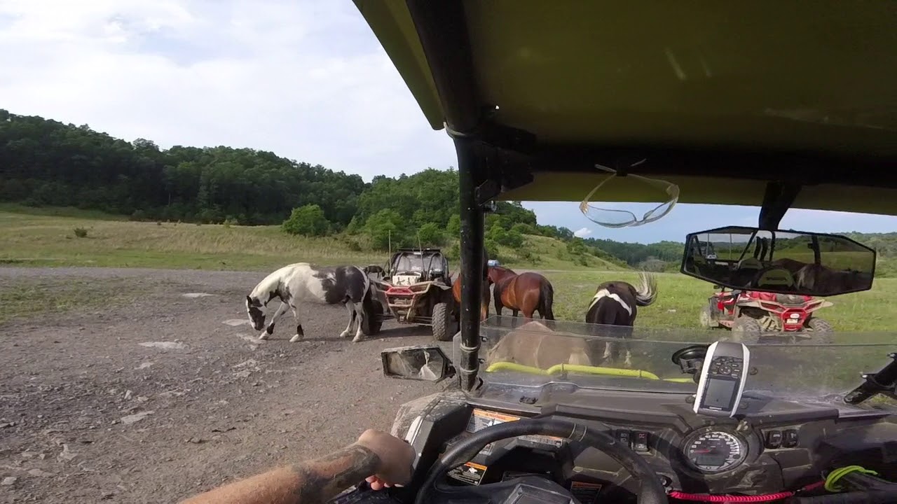 304 Outlaw trail tours, Wild Horse butt scratch