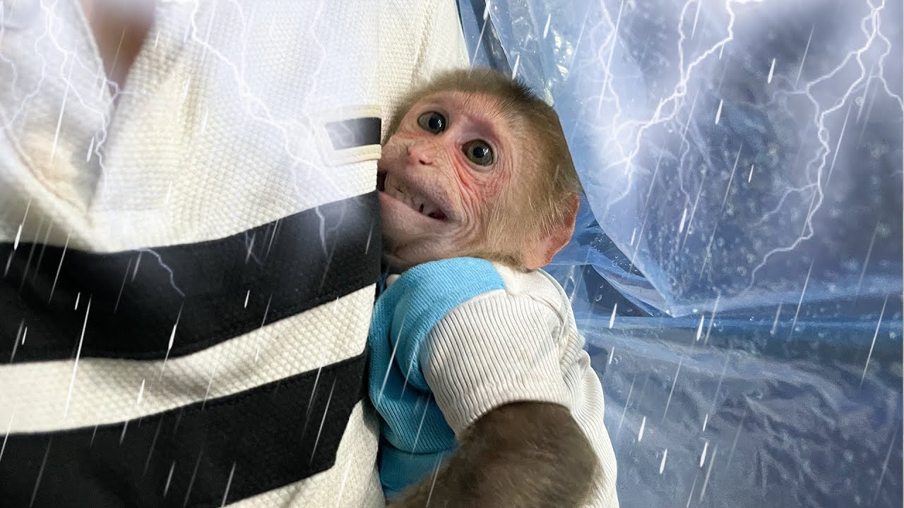 Too dangerous! Cubis monkey encountered heavy rain on his way home!