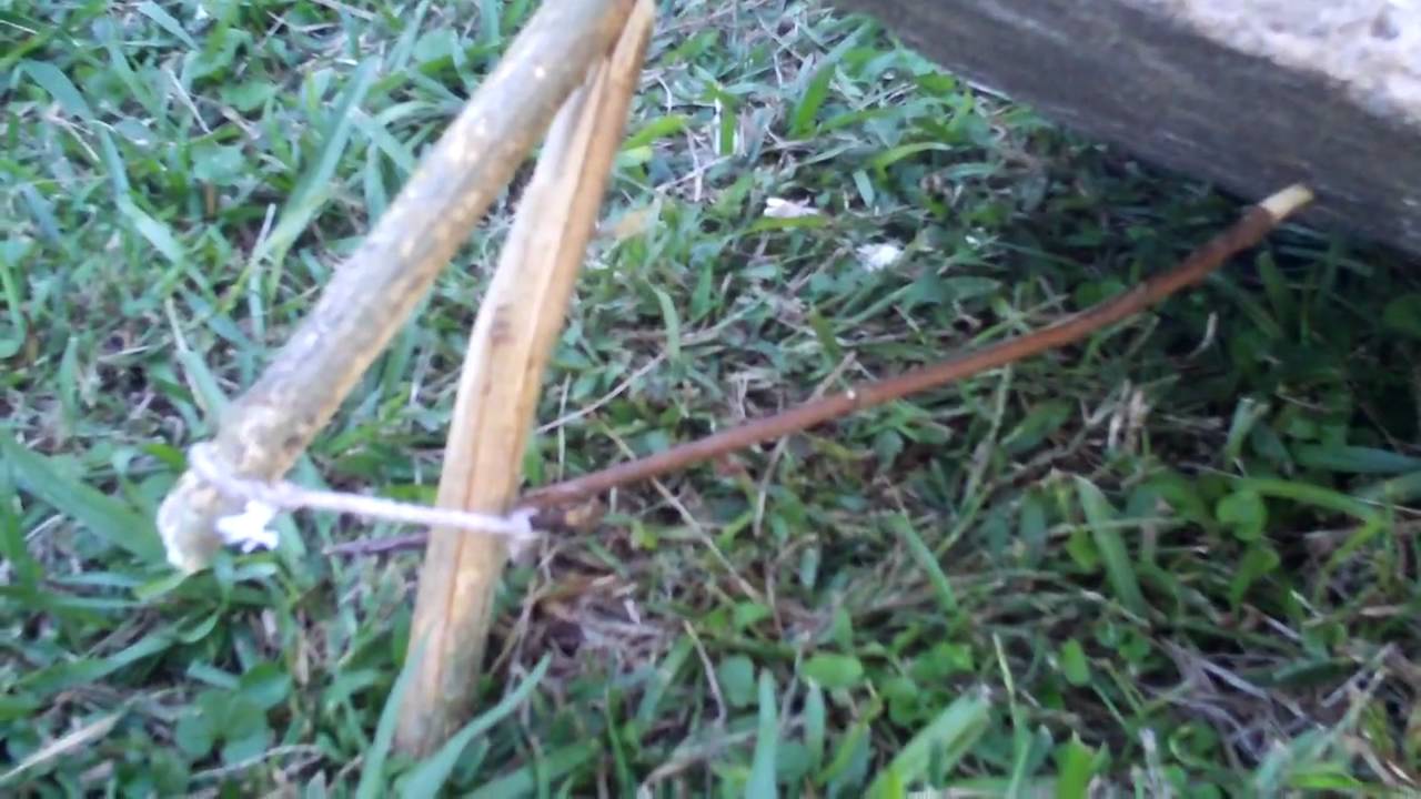 piaute deadfall