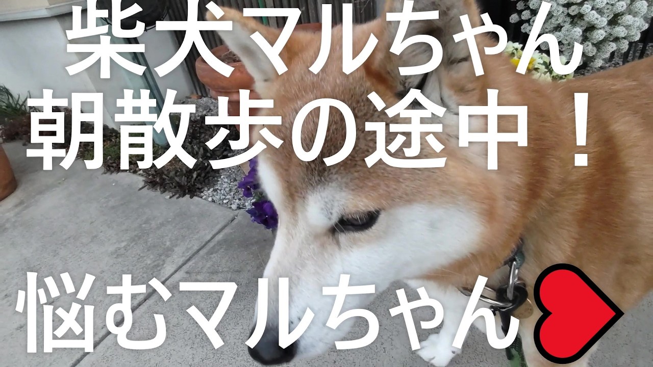 柴犬マルちゃん🌳🐕‍🦺🚶‍♂️　朝散歩の途中　悩むマルちゃん　さて、どうする？　#ShibaInu Maru-chan   #shorts