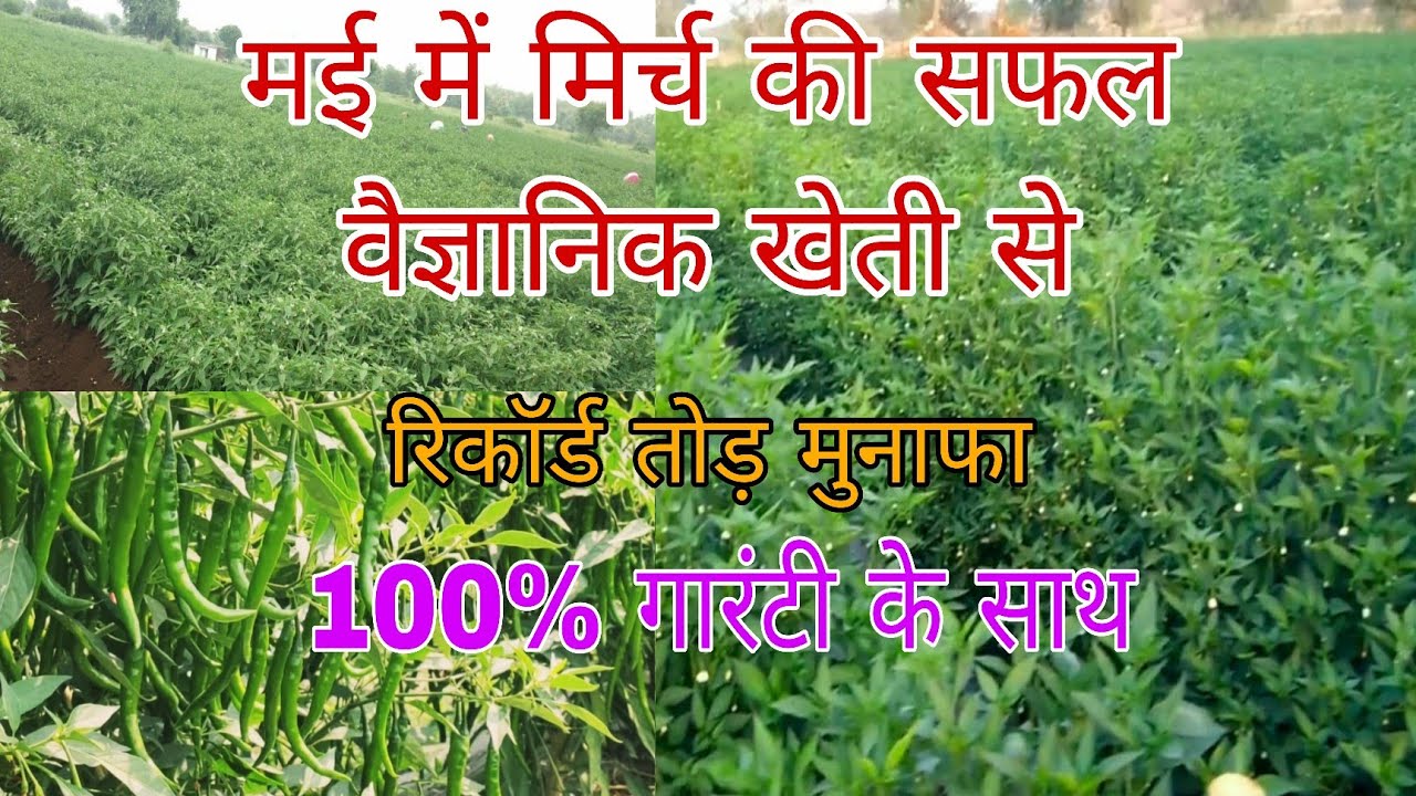 मिर्च की खेती। Mirch ki kheti। मई में मिर्च की खेती। Chilli pharming। हरी मिर्च की खेती।
