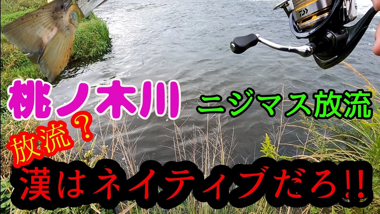 【利根川水系-桃ノ木川】「放流ニジマスより、漢はネイティブだろ!!」◎ルアーフィッシング/虹鱒/レインボートラウト/フォレストMIU