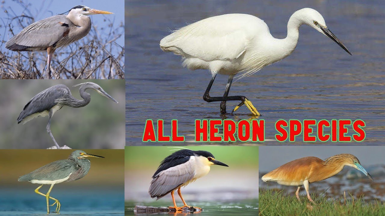 All Heron species in the world with sound effect