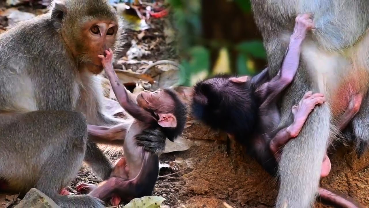 Adorable Tiny Baby Monkey Really Needs Much Milk