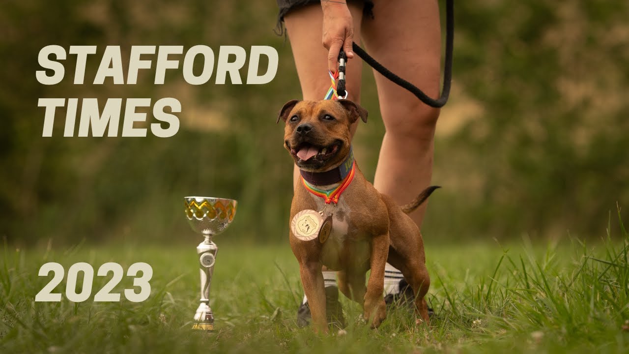 Staffordtimes 2023 - Sporting with Staffords - Wall Climb, Far Jump, A Frame, Hedge Jump