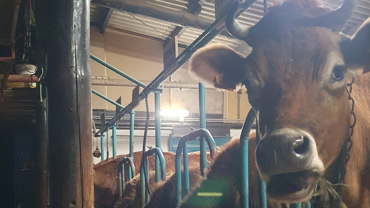 Visiting Krishna's cows and bulls at the Goshala in New Mayapur, France