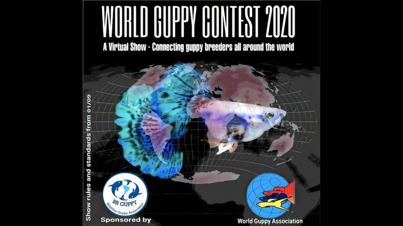 World Guppy Contest 2020 - A virtual show - Connecting guppy breeders all around the world - Results