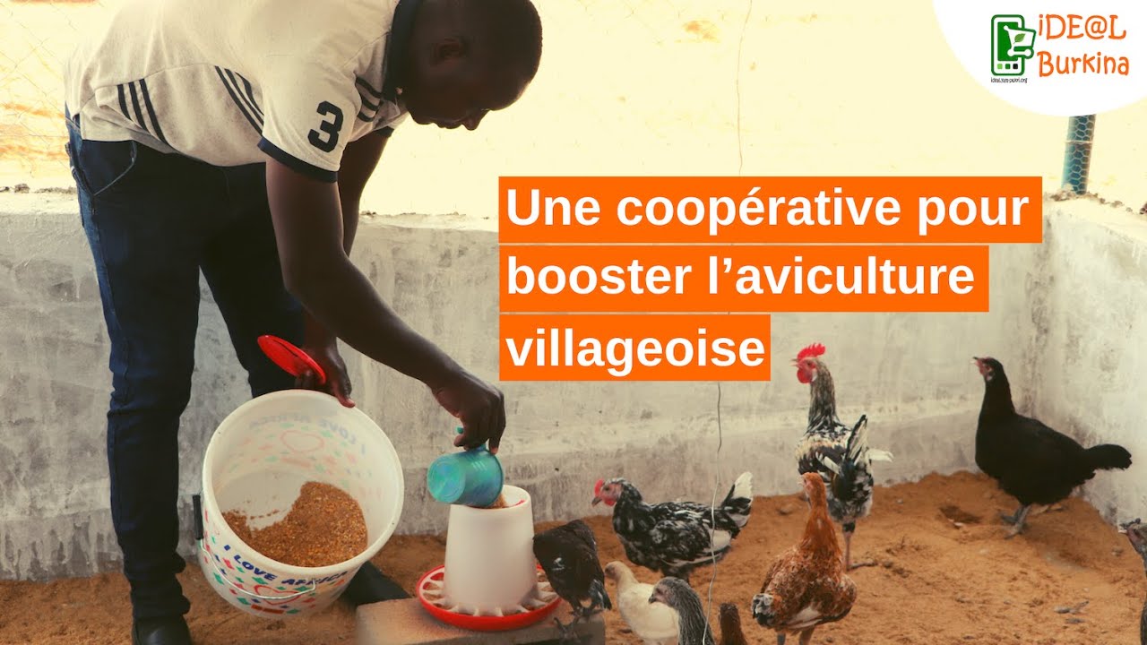Burkina Faso : Une coopérative pour booster l’aviculture villageoise