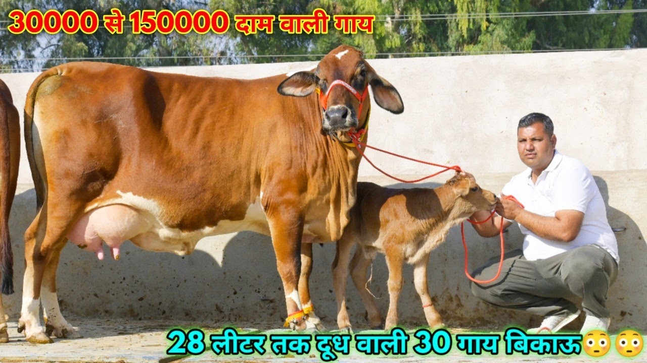 28 लीटर तक दूध की 30 गाय बिकाऊ। 30000 से 150000 दाम। Subhash Bishnoi Dairy Farm Sri Ganganagar