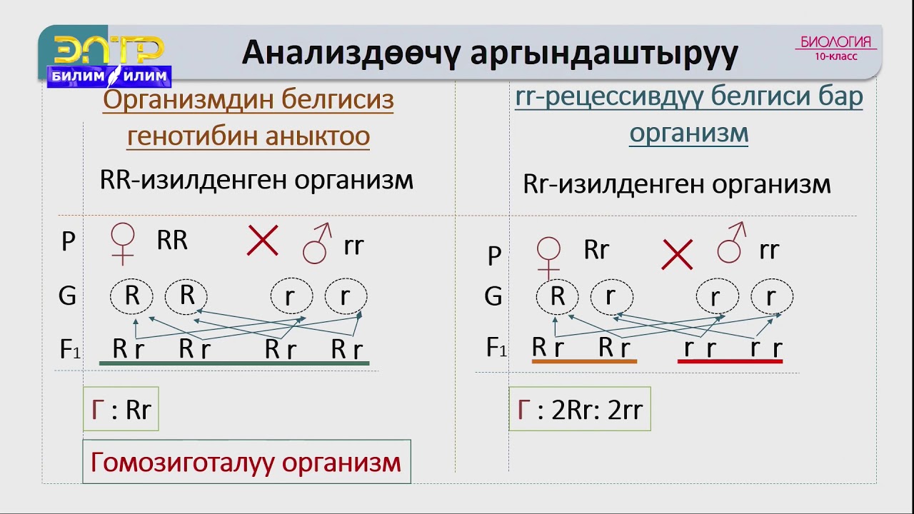 10-класс | Биология | Тукум куугучтуктун закон ченемдүүлүктөрү. Моногибриддик аргындаштыруу