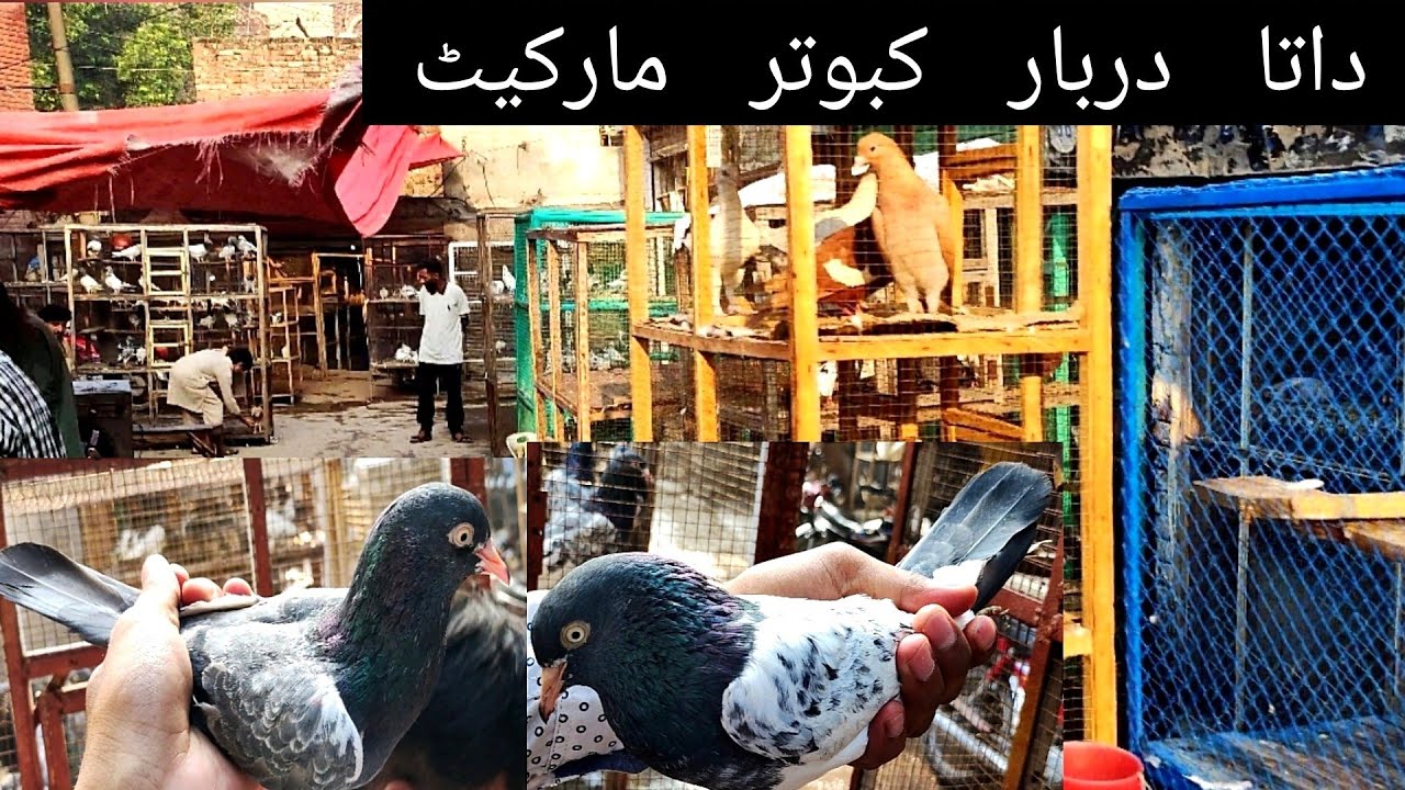 Data darbar Kabooter market update Kabooter bazi lahore 2022 || مشہور مارکیٹ