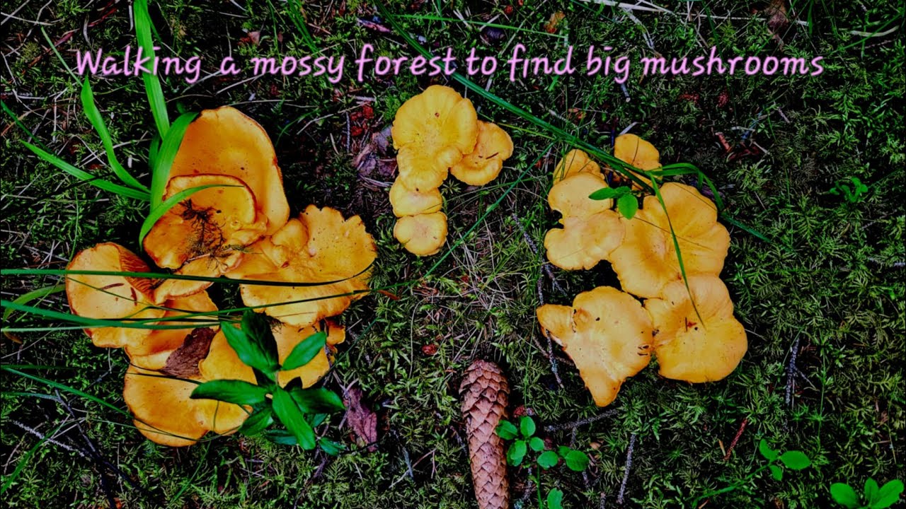 Walking a mossy forest to find big mushrooms  #mushroom