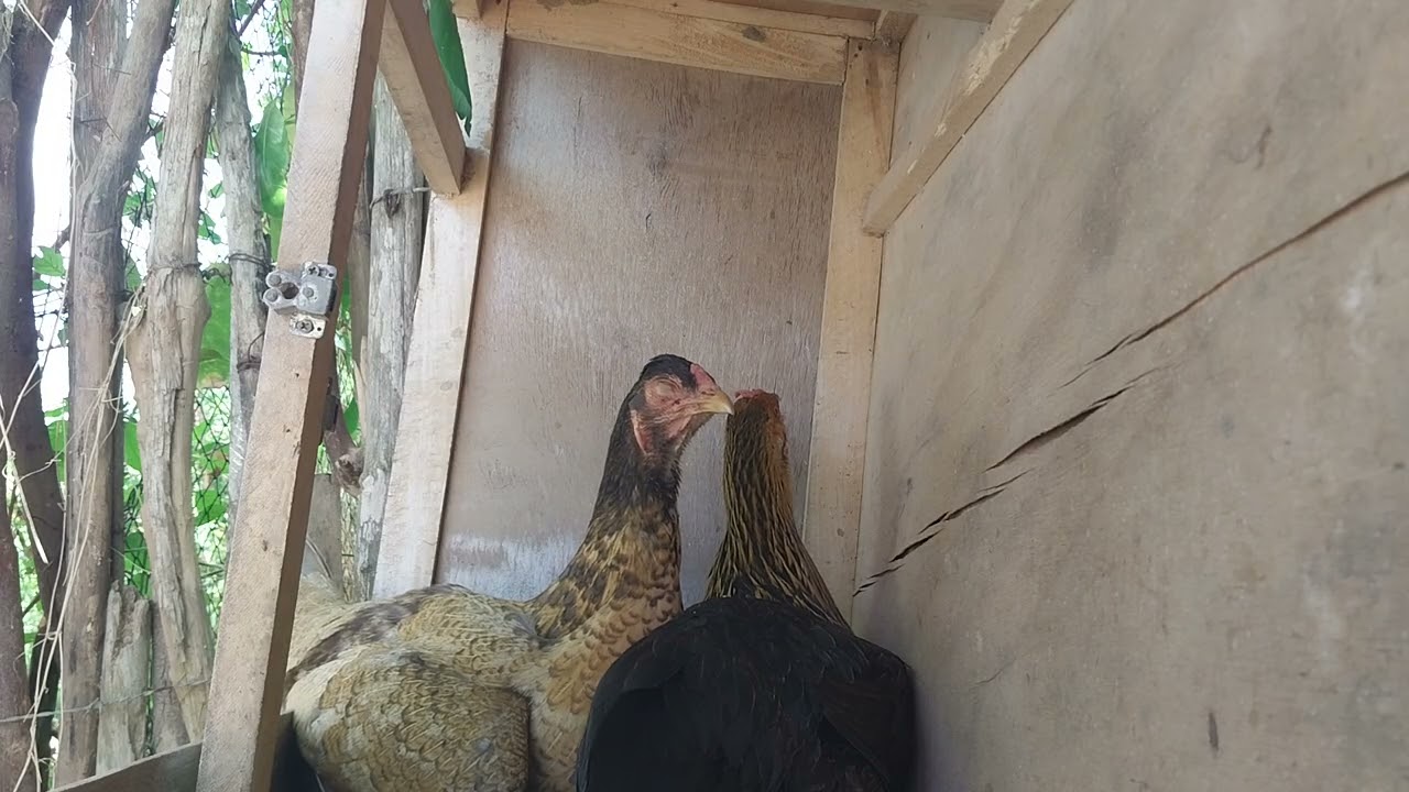 ESSAS GALINHAS ESTÃO CHOCAS 