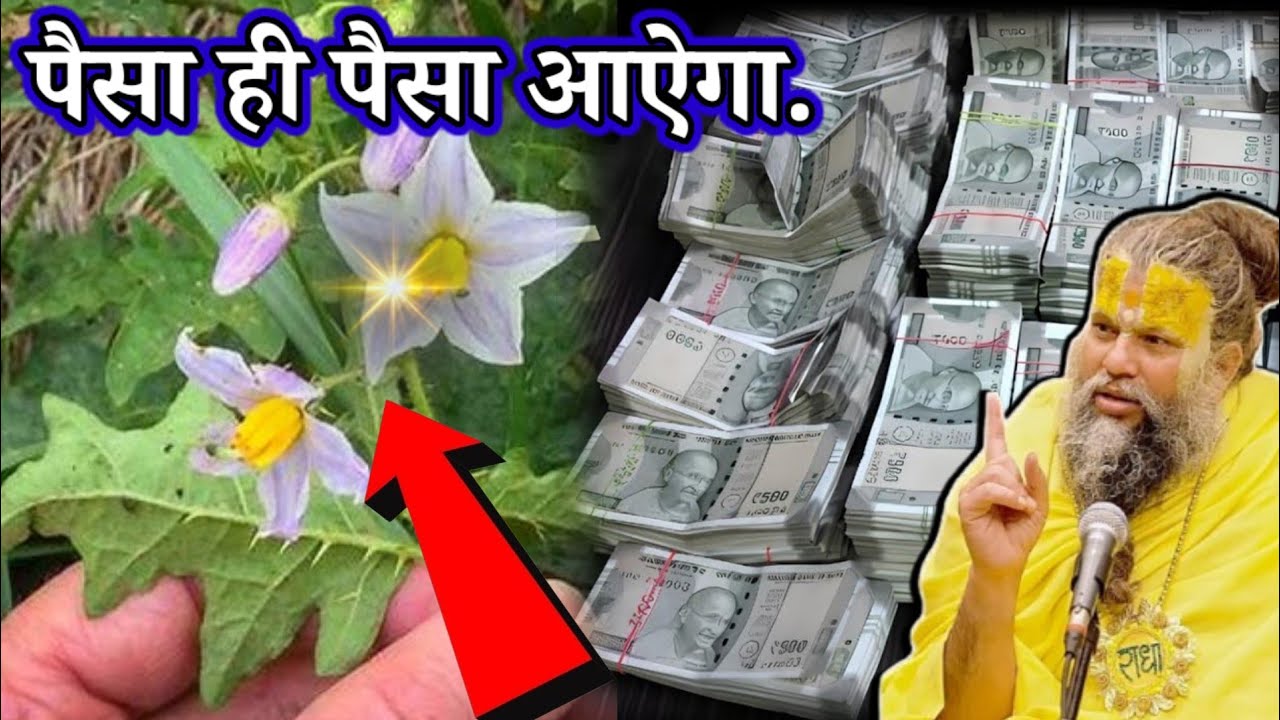 जहां दिखे ये फूल तुरंत तोड़ लेना 7 दिन में बदल देगी आपकी किस्मत..#premanandjimaharaj  #upay 