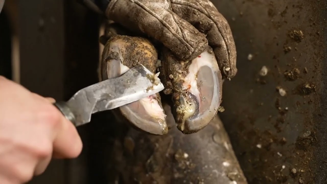 The ULTIMATE Horse Hoof Cleanse: Ulcer & Pus Gone! 🙏✨