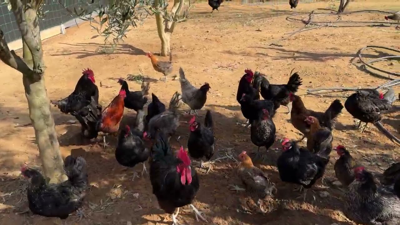 اجي نشوفو المسرح والدجاج 