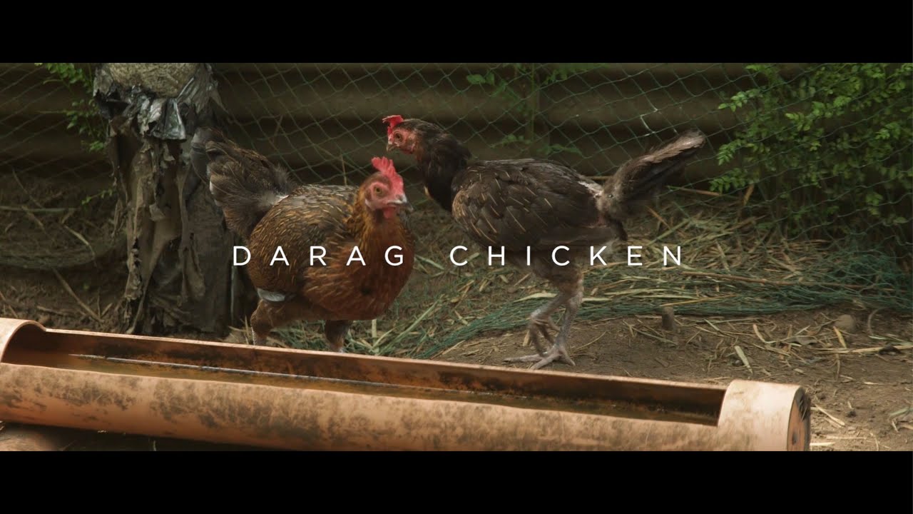 Darag Chicken - Episode 4