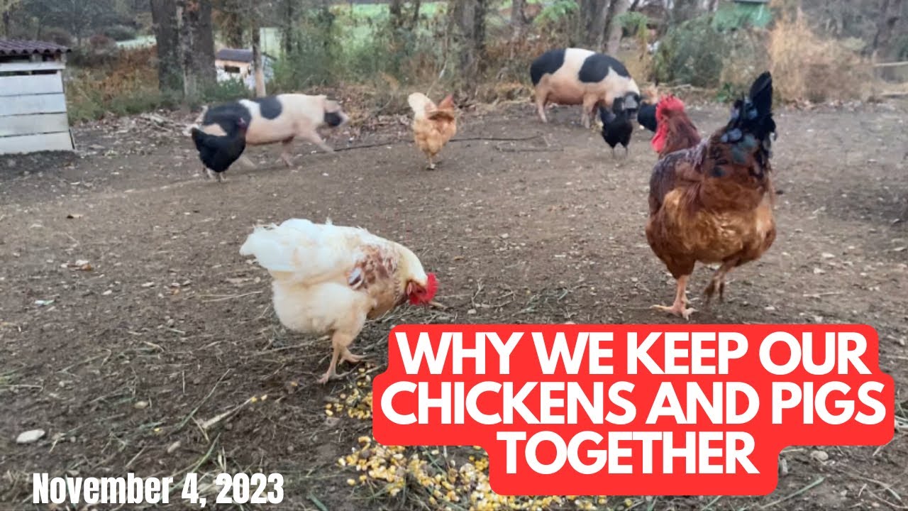 How Chickens And Pigs Work Together To Add Value To Our Homestead
