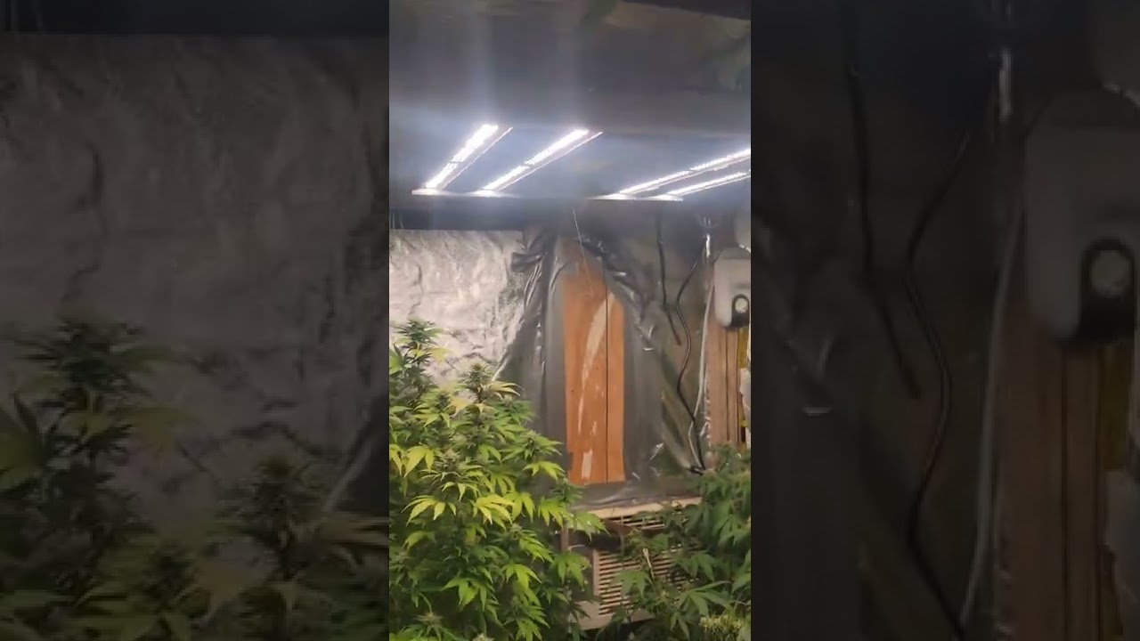 New Light @Mars Hydro  FC3000