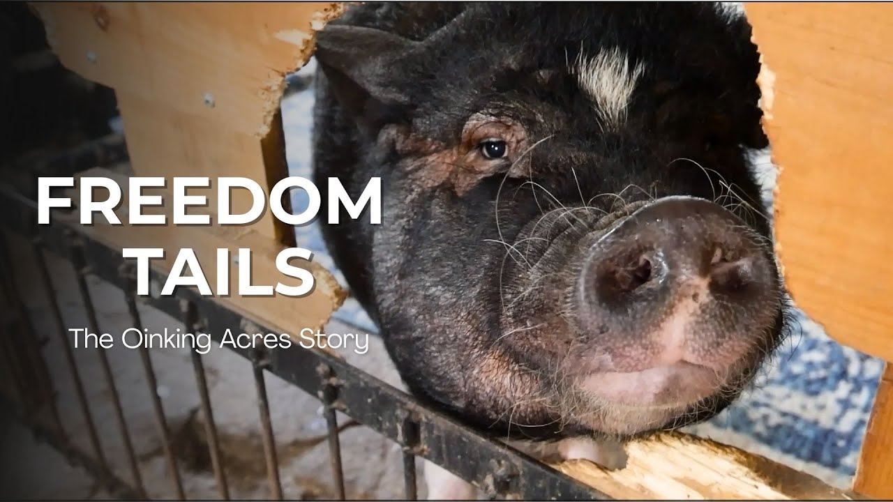 Freedom Tails: The Oinking Acres Story