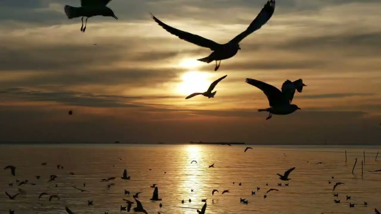 Meditation for Teens 2026 #7 (Soothing Birds)