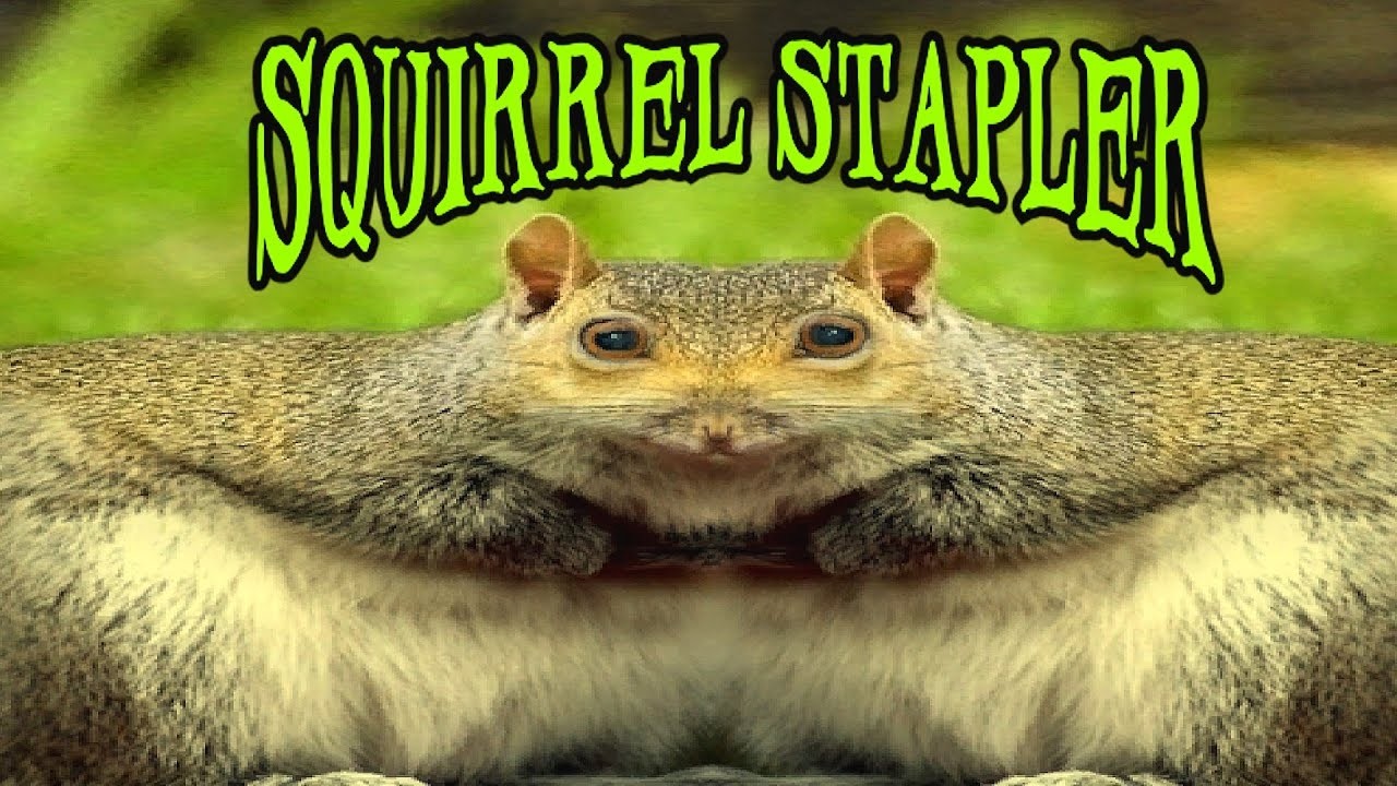 My Wife Probably Cheated | Squirrel Stapler