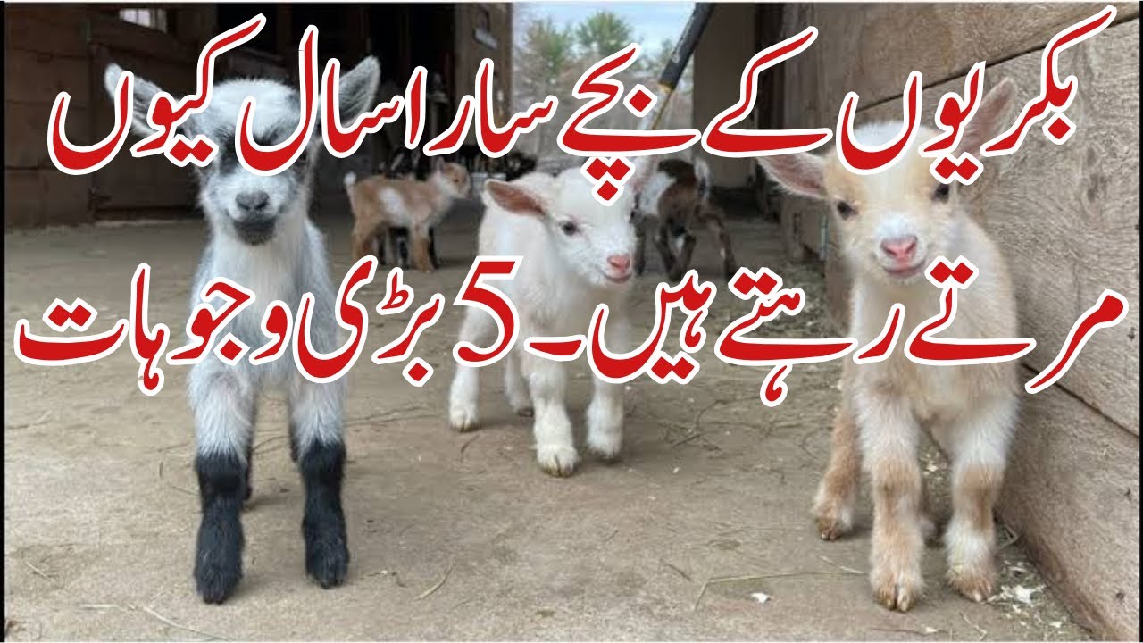 How to Reduce kid’s Mortality in Goats || 5 main Reasons of Kids Mortality ||
