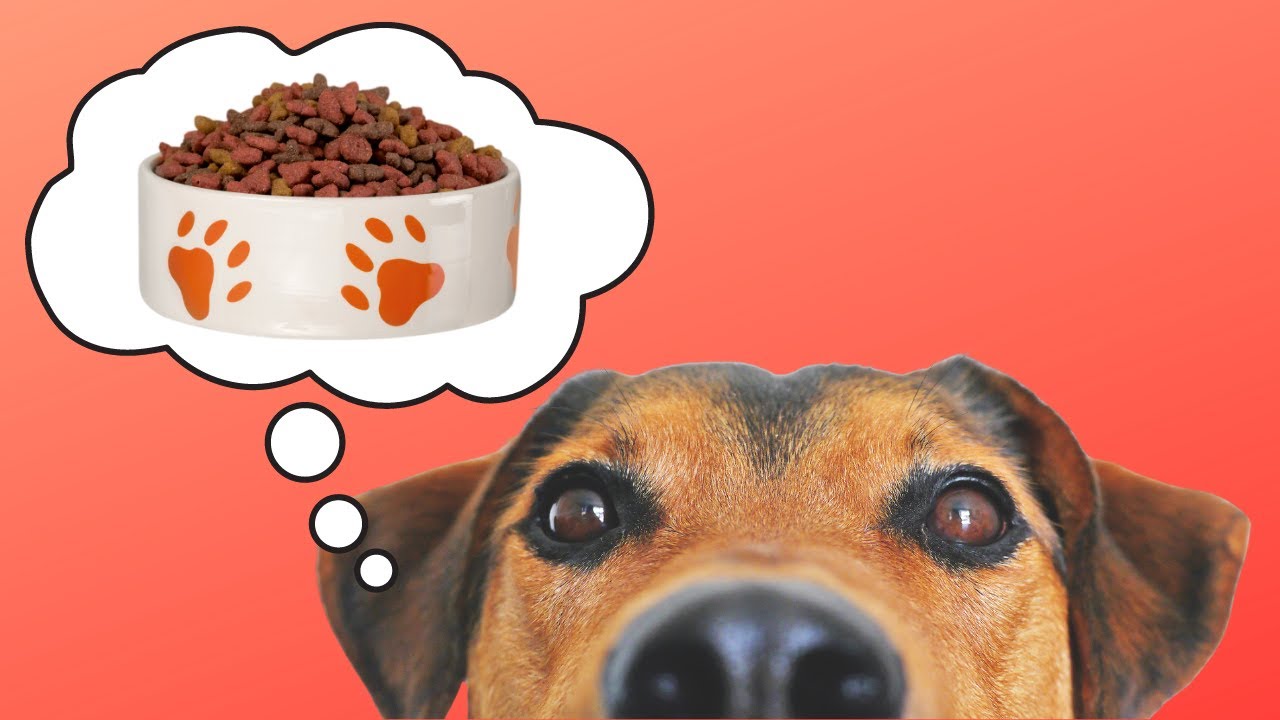 Dog Food - Emergency Storage!