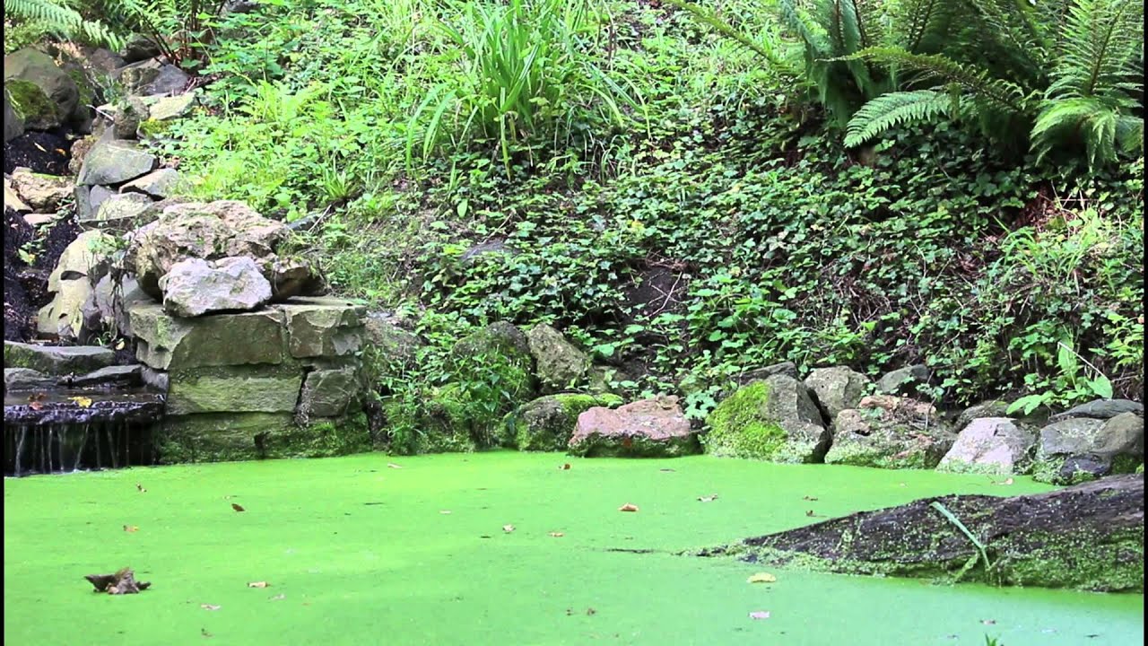 Relax Nature Sounds Lake Waterfalls, Wind, Bird Songs. Sleep, Relaxation and Meditation ✔