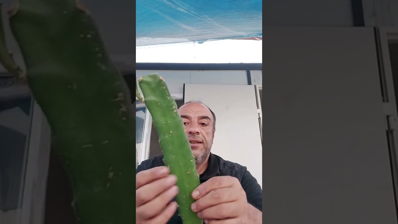 ejder meyvesi fidanı nasıl olmalı ve gübreleme nasıl yapılmalı