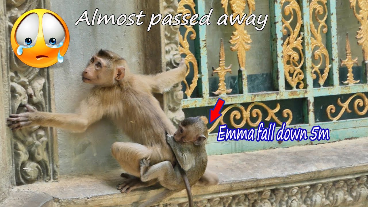 Almost passed away....​​​ Poor baby Emma fall down 5meter.