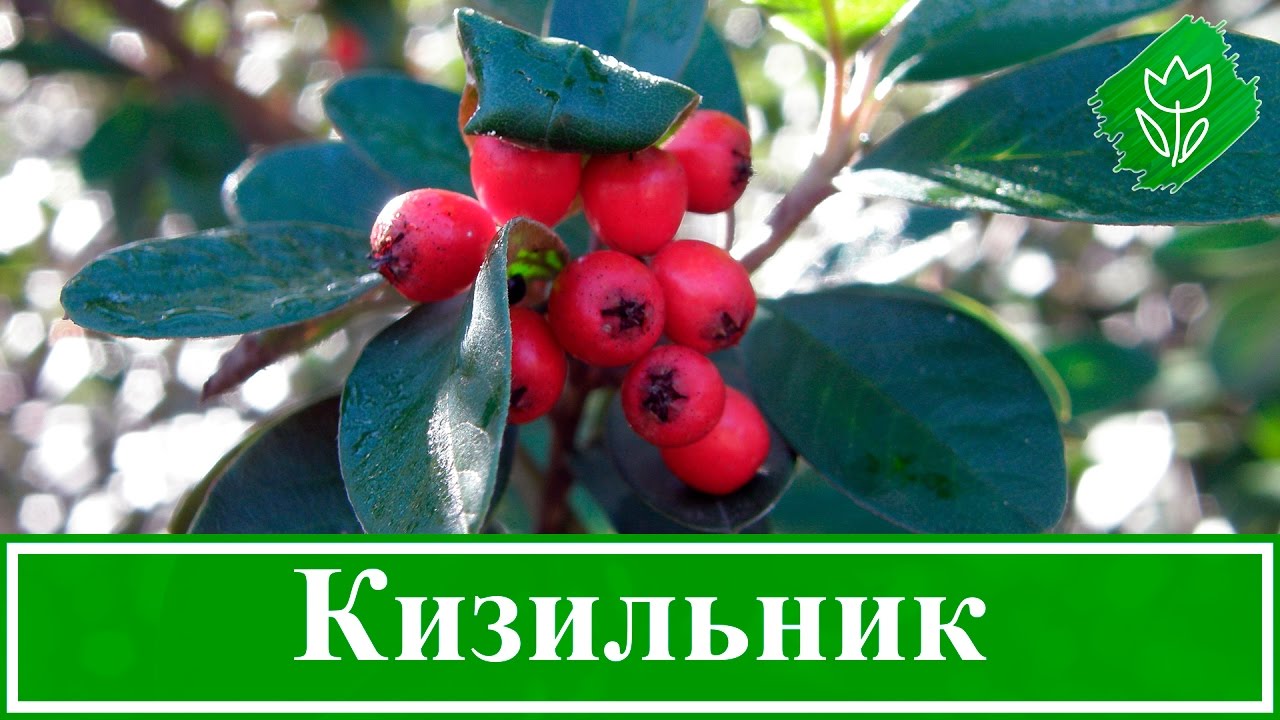🌳 Кустарник кизильник &ndash; посадка и уход: размножение кизильника, виды и сорта кизильника